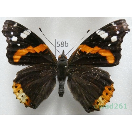 Vanessa atalanta (Linnaeus, 1758) form Czech58b